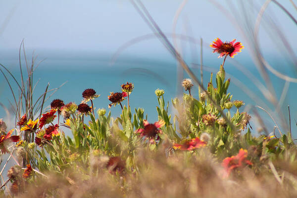 Flower Art Print featuring the photograph Firewheels by the sea by Jessica Brown