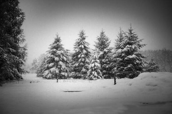 Snow Art Print featuring the photograph First Snow by Daniel Martin
