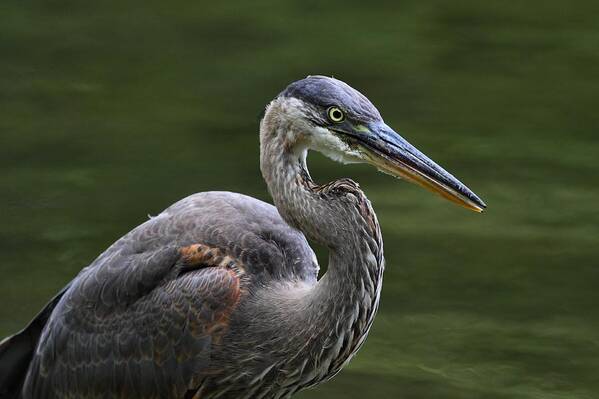 Great Blue Heron Art Print featuring the photograph Fishing by Mike Farslow