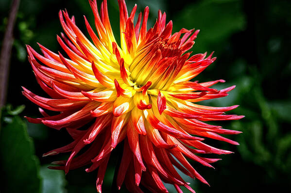 Yellow And Red Dahlia Art Print featuring the photograph Flame Tips by Tikvah's Hope
