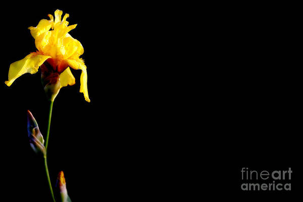 A Beautiful Art Print featuring the photograph Flash of Yellow by Lincoln Rogers