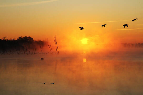 Sunrise Art Print featuring the photograph Flight at Sunrise by Roger Becker