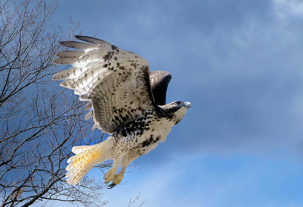 Redtail Hawk Art Print featuring the photograph Flight of the Red tail by Bill Wakeley