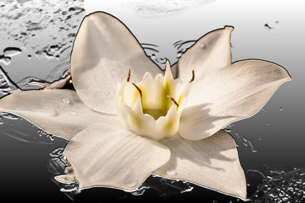 Lily Art Print featuring the photograph Floating Lily by Melvin Busch