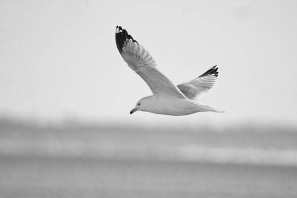 Seagull Art Print featuring the photograph Floating On High 2 by Thomas Young