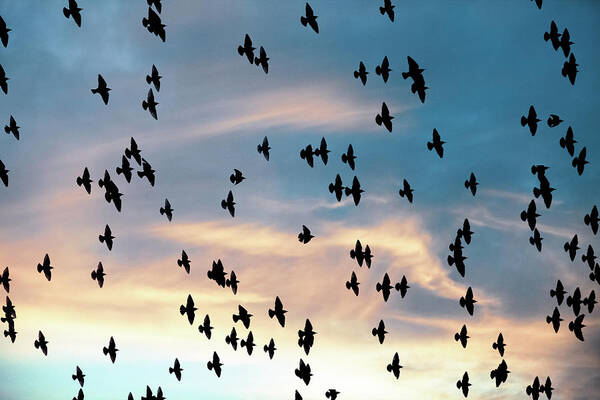 Orange Color Art Print featuring the photograph Flock Of Birds Flying Across Cloudy Sky by Debibishop