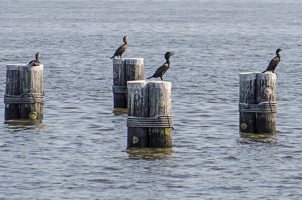 Seagulls Art Print featuring the photograph Flock of Gulls by Susan McMenamin