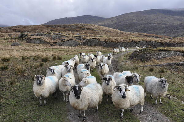 Grass Art Print featuring the photograph Flock Of Sheep Following Each Other by Wild Orchid Images