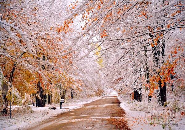 Snow Art Print featuring the photograph Snow in Autumn 3 by Terri Gostola