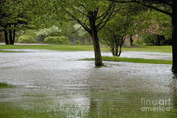 Ellison Park Art Print featuring the photograph Flooded Park by William Norton