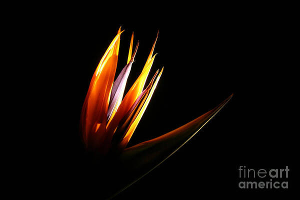Photography Art Print featuring the photograph Flor Encendida Detalle by Francisco Pulido