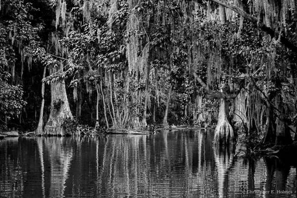 Christopher Holmes Photography Art Print featuring the photograph Florida Naturally 2 - BW by Christopher Holmes