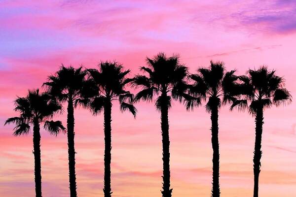 Palm Trees Art Print featuring the photograph Florida Palm Trees by Elizabeth Budd