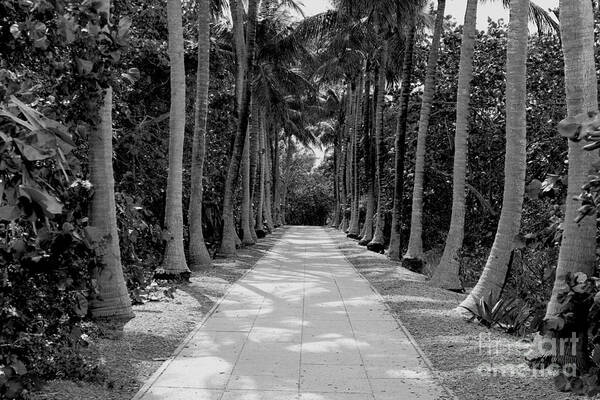 Black And White Art Print featuring the photograph Florida Walkway Black and White by Carey Chen