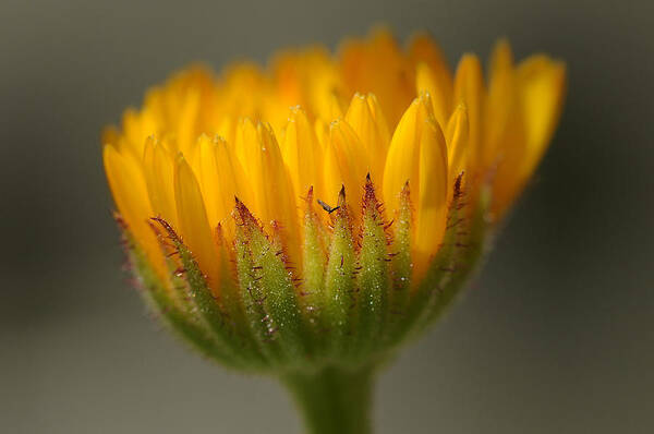 Macro Art Print featuring the photograph Flower Awakening by Liz Mackney