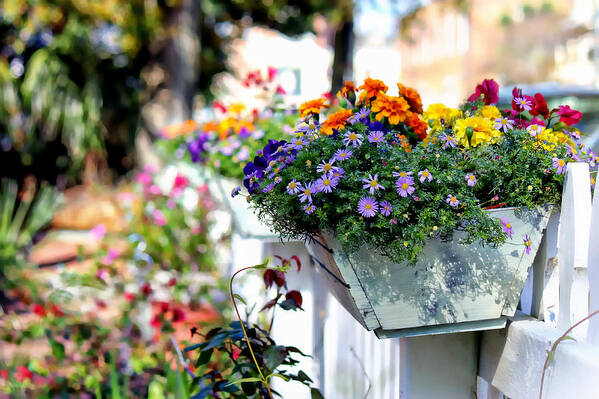 Flower Box Art Print featuring the photograph Flower Box and a Picket Fence by Lynn Jordan
