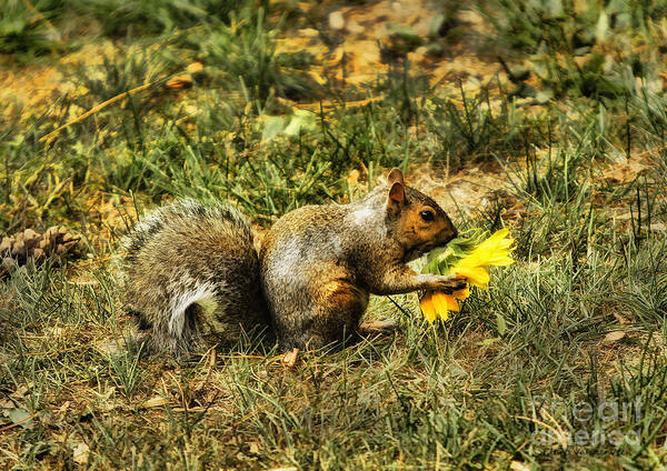 Squirrel Art Print featuring the photograph Flower for Mama by Clare VanderVeen