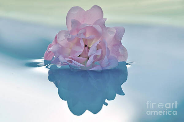 Photography Art Print featuring the photograph Flower on Water by Kaye Menner
