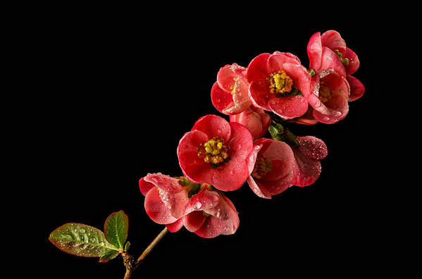 Quince Art Print featuring the photograph Flowering Quince by Mary Jo Allen