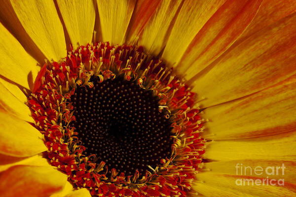 Close Up Art Print featuring the photograph Flowers by Gunnar Orn Arnason