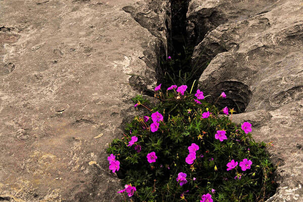 Flowers Ireland Color Natural Light Rock Stone Pink Outside Art Print featuring the photograph Flowers in stone by Will Burlingham