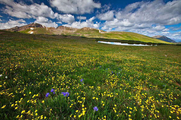 Wildflowers Art Print featuring the photograph Flowers on the Divide by Darren White