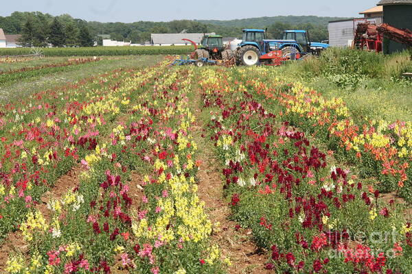 Flowers Art Print featuring the photograph Flowers on the farm-1 by Steven Spak