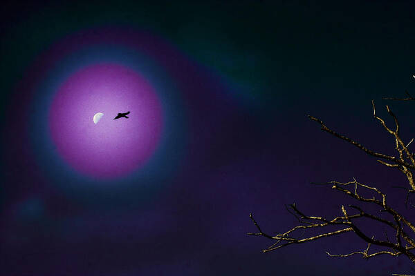 Night Art Print featuring the photograph Flying to the moon by Daniel Martin