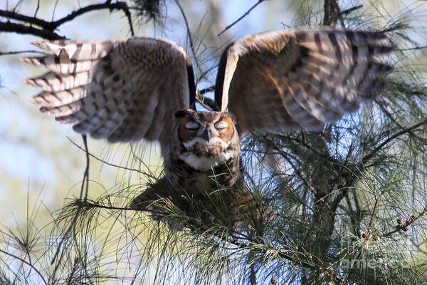 Great Horned Owl Art Print featuring the photograph Flying Blind - Great Horned Owl by Meg Rousher