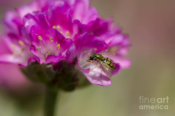 Insect Macro Art Print featuring the photograph Flying Gem by Dan Hefle