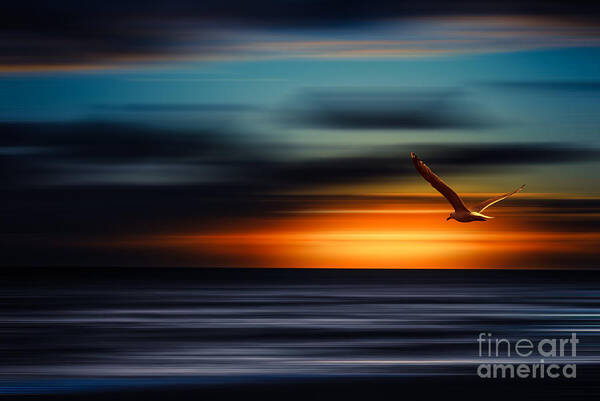 Sylt Art Print featuring the photograph Flying Into The Sunset by Hannes Cmarits