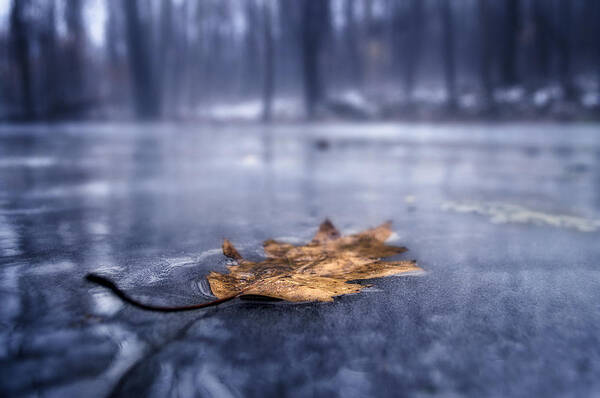 Fog Art Print featuring the photograph Fog Ice Leaf by Craig Szymanski