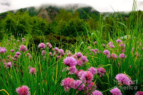 Flower Art Print featuring the photograph Foggy Morning by Jacqueline Athmann