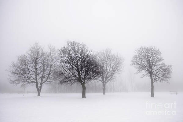 Trees Art Print featuring the photograph Foggy park with winter trees by Elena Elisseeva