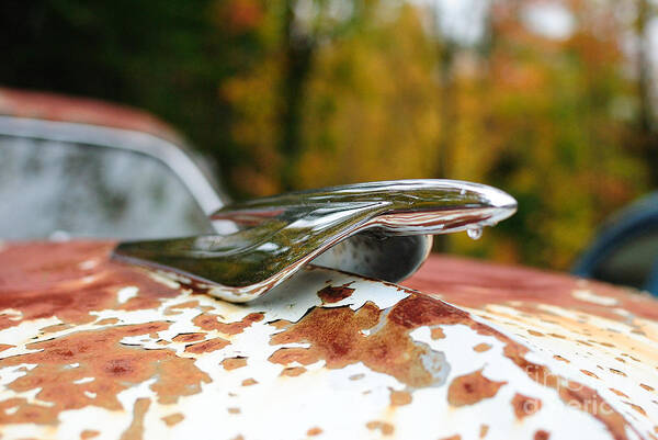 49 Olds Art Print featuring the photograph Foliage by Paul Noble