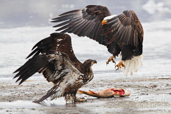 Bald Eagle Art Print featuring the photograph Food Fight by Bill Singleton
