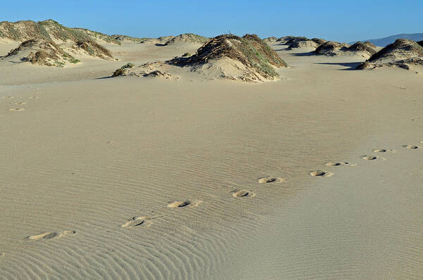 California Art Print featuring the photograph Footprints in the Dunes by Bruce Gourley