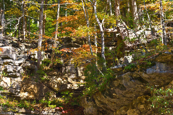 Branches Art Print featuring the photograph Forest Above the Cave by Ed Gleichman