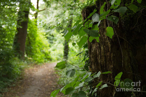 Wald Art Print featuring the photograph Forest by Christine Sponchia