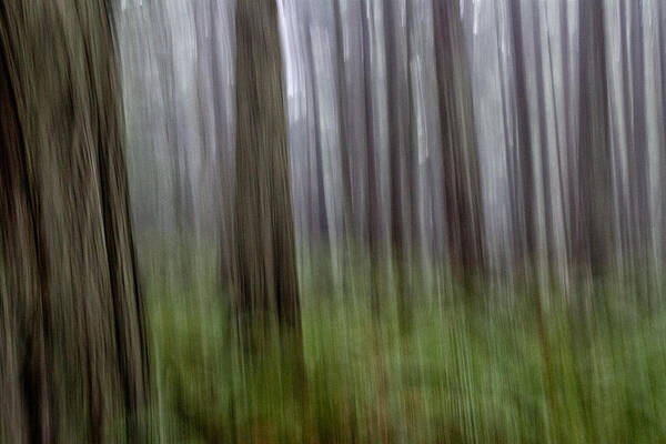 Tree Art Print featuring the photograph Forest Madness by Robert Woodward