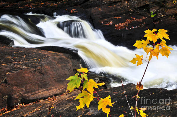 Autumn Art Print featuring the photograph Forest river in the fall by Elena Elisseeva