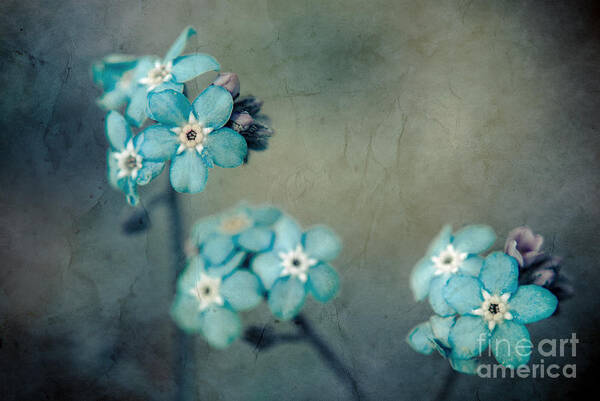 Blue Art Print featuring the photograph Forget Me Not 01 - s22dt06 by Variance Collections