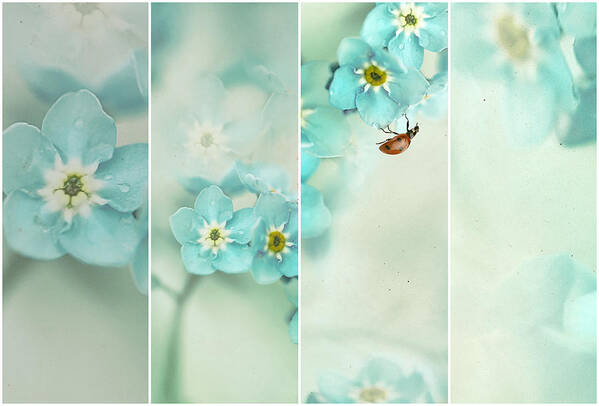 Teal Art Print featuring the photograph Forget Me Not..... by Ellen Van Deelen