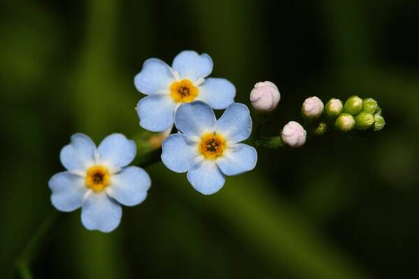 Forget Me Not Art Print featuring the photograph Forget Me Not by Mike Farslow