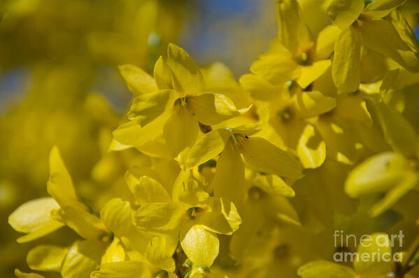 Forsythia Art Print featuring the photograph Forsythia by Laurel Best