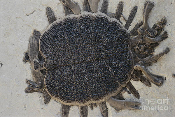 Fossil Turtle Art Print featuring the photograph Fossil Soft-shelled Turtle by John Cancalosi/Okapia