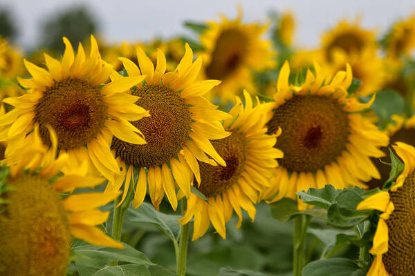 Sunflowers Art Print featuring the photograph Four by Ronda Kimbrow