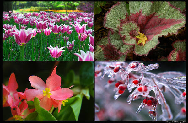 Four Seasons Art Print featuring the photograph Four Seasons of Flowers by Gregory Blank