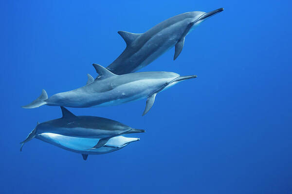 Cetacea Art Print featuring the photograph Four Spinner Dolphin Stenella by Dave Fleetham