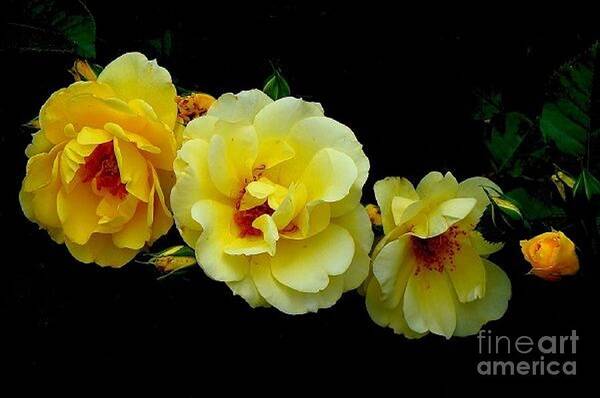 Four Stages Bloom Photograph Art Print featuring the photograph Four Stages of Bloom of a Yellow Rose by Janette Boyd
